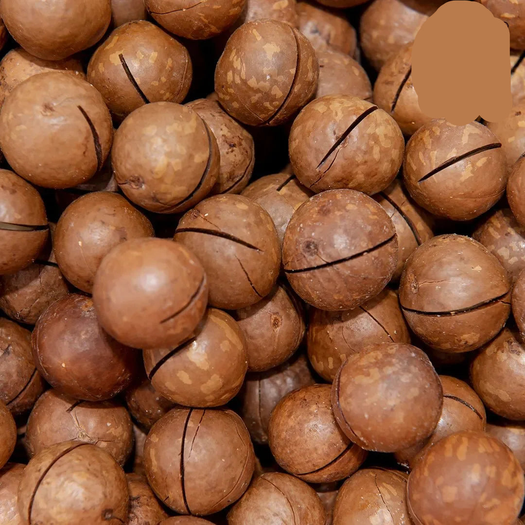 Fresh Handpicked Macadamia Nuts in Shell by SN Dates